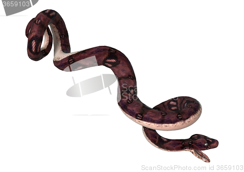 Image of Anaconda Snake on White