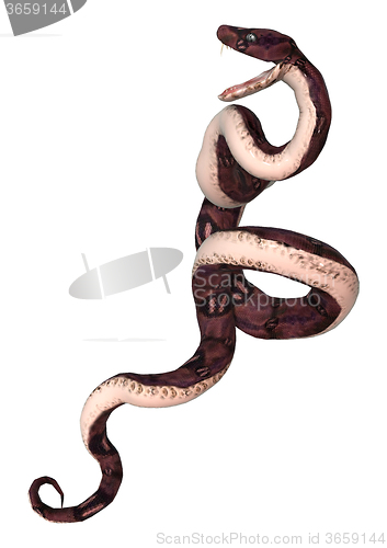 Image of Anaconda Snake on White