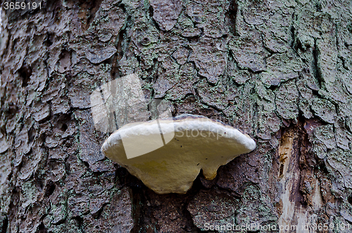 Image of Mushroom on the tree