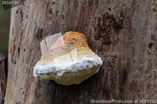 Image of Mushrom on the tree