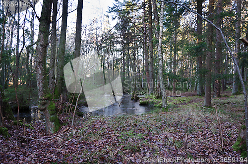 Image of little woodland lake in the forrest