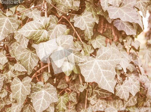 Image of Retro looking Ivy leaves
