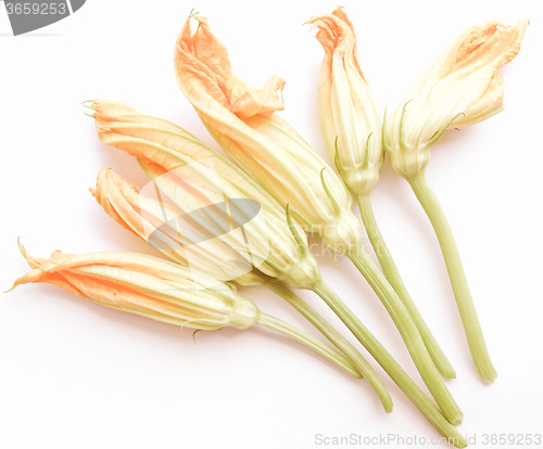Image of Retro looking Courgette Zucchini flowers
