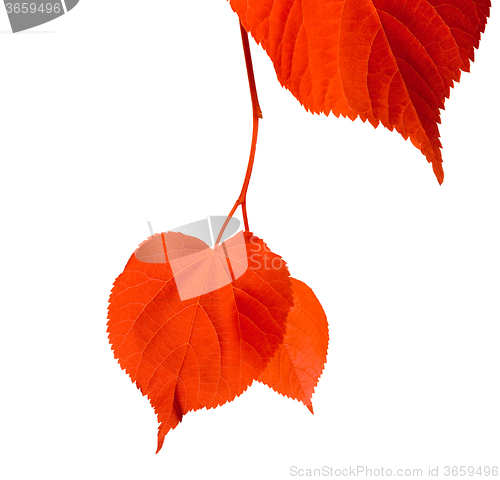 Image of Red linden-tree leafs isolated on white