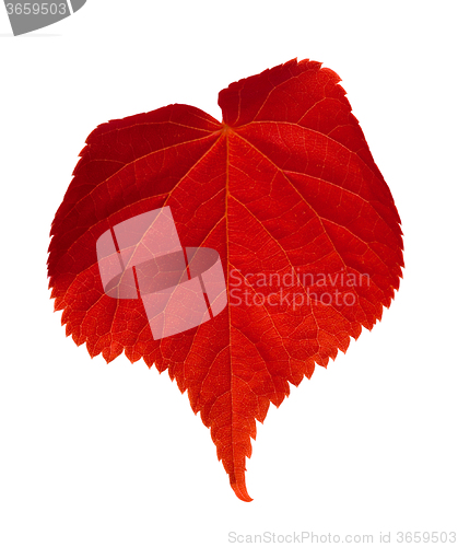 Image of Red tilia leaf