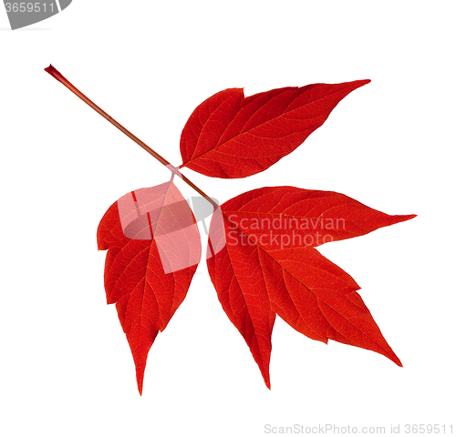 Image of Red acer negundo leaf isolated on white