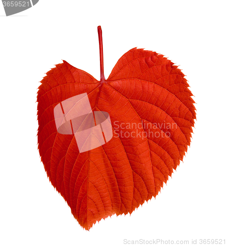 Image of Red tilia leaf