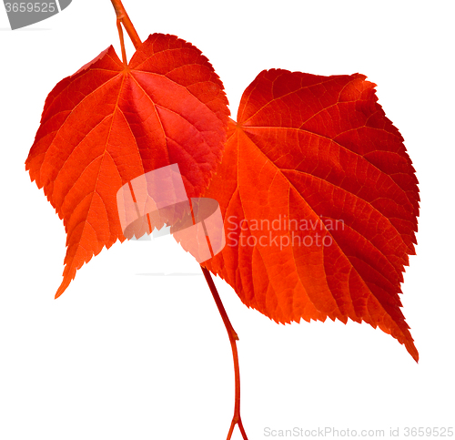 Image of Red linden-tree leafs