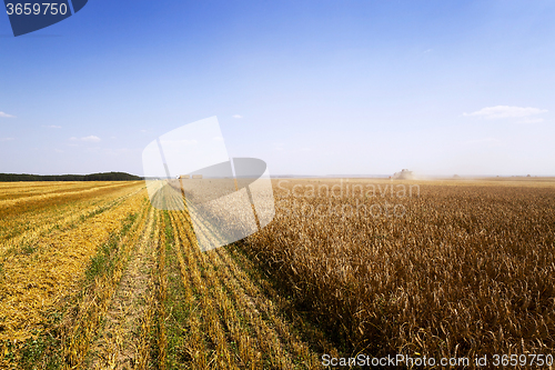 Image of   harvest of cereals