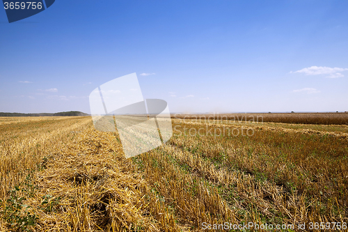 Image of   harvest of cereals