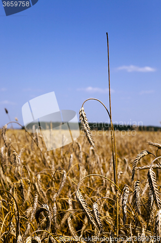 Image of mature rye .  harvest