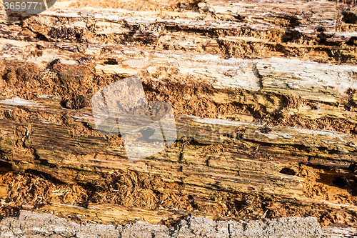 Image of Old bark detail