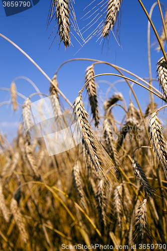Image of ripened cereals.  field 