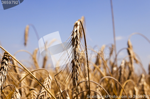 Image of rye field . close-up  