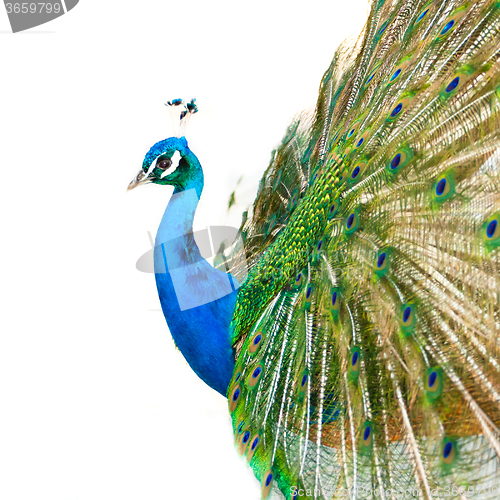 Image of Colorful Peacock in Full Feather.