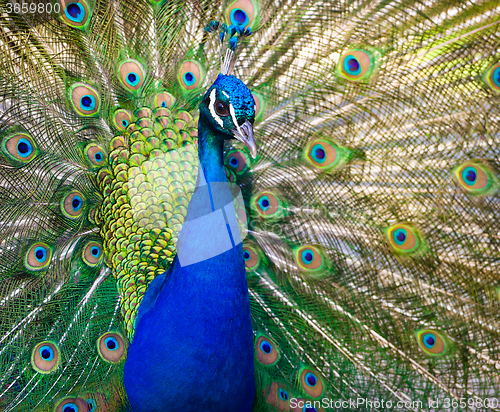 Image of Peacock showing off