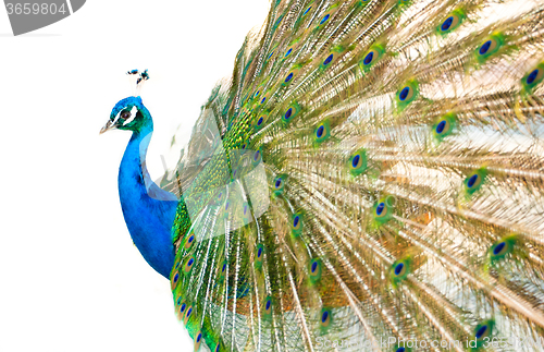 Image of Colorful Peacock in Full Feather.