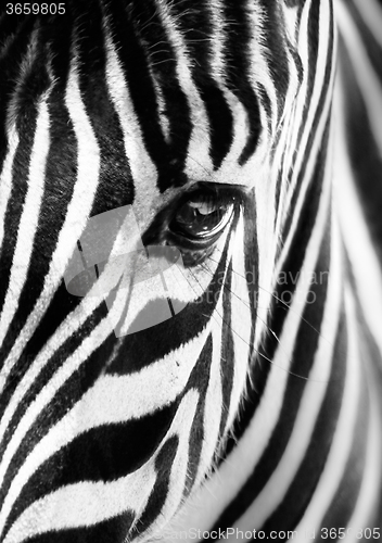 Image of Portrait of a zebra. Black and white.