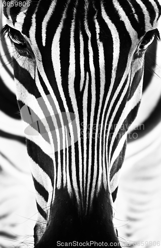 Image of Portrait of a zebra. Black and white.