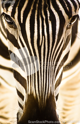 Image of Portrait of a zebra.