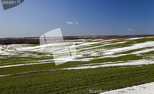 Image of winter wheat crops in early spring  