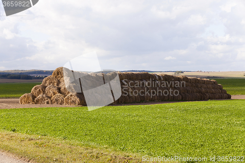 Image of   the agricultural field  