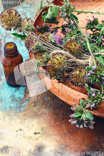 Image of Still life with harvest medicinal herbs