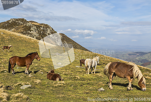 Image of Wild Horses Grazing at High Altitude