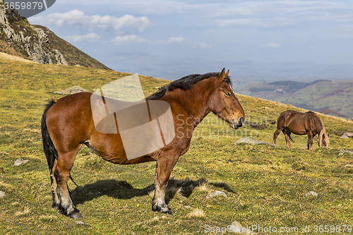 Image of Wild Horse