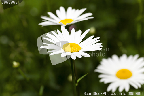 Image of white daisy . spring