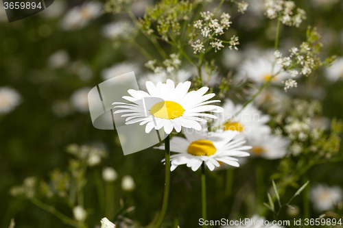 Image of white daisy  flowers.