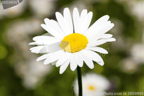 Image of white daisy  flowers.