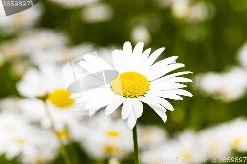 Image of white daisy  flowers.