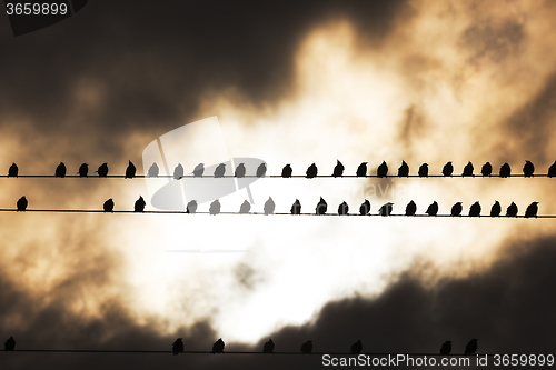 Image of Birds on a wire  