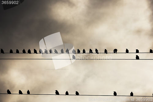 Image of Birds on a wire  