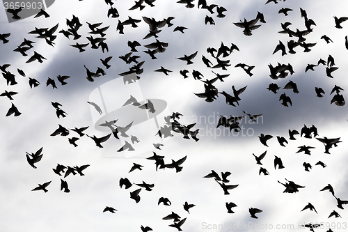 Image of birds in the sky  