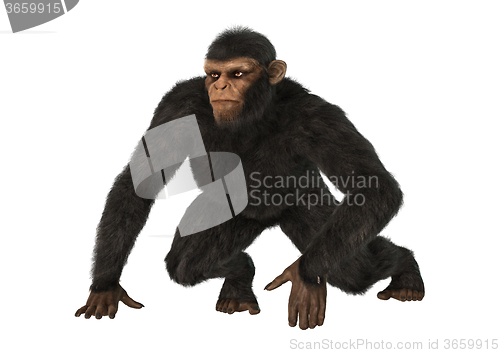Image of Chimpanzee Monkey on White