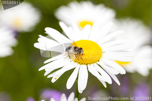 Image of white daisy. spring