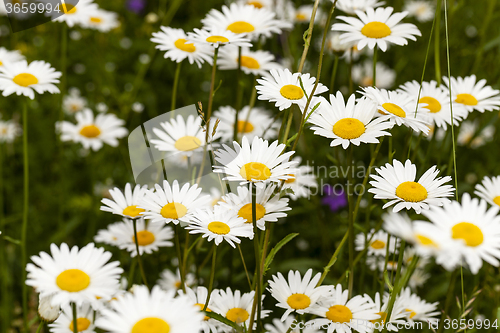 Image of   daisy   in a field 