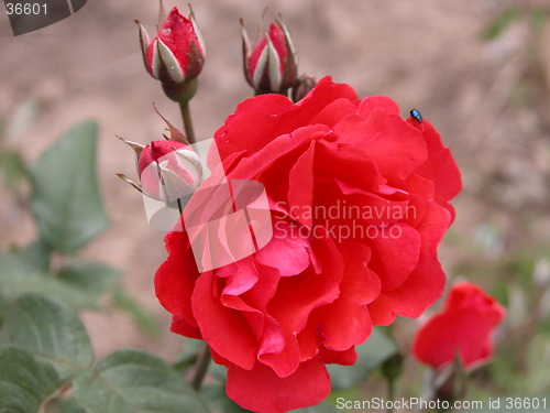 Image of Roses & beetle