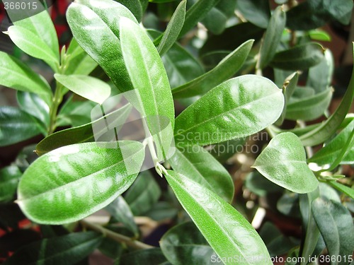 Image of olive tree