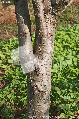Image of Trunk of a young plum tree