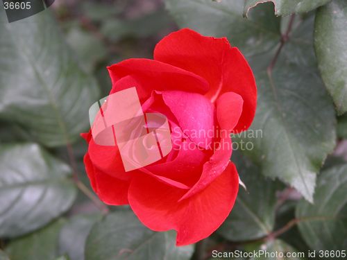 Image of Red rose