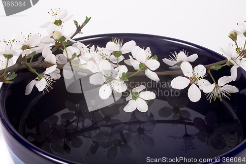 Image of sakura