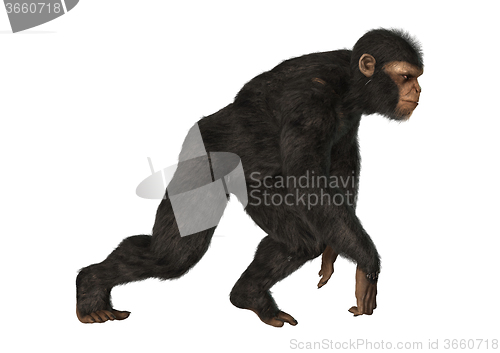 Image of Chimpanzee Monkey on White