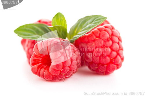 Image of Ripe raspberry with leaf