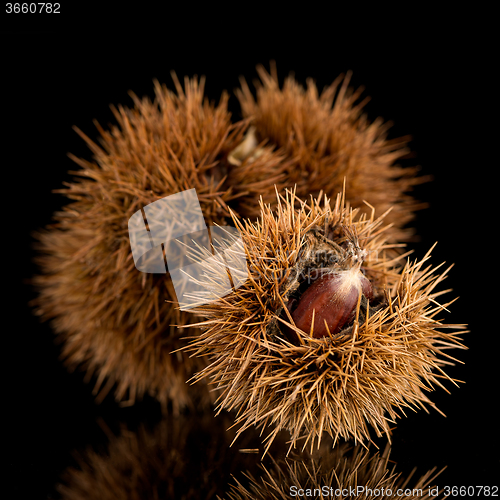 Image of Chestnuts on a black reflective background