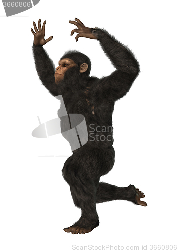 Image of Chimpanzee Monkey on White