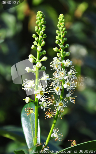 Image of Cherry laurel (Prunus laurocerasus)