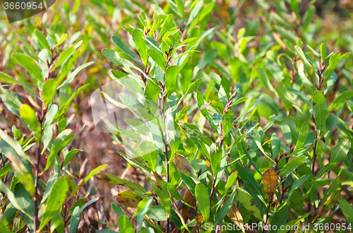 Image of Bog-myrtle (Myrica gale)